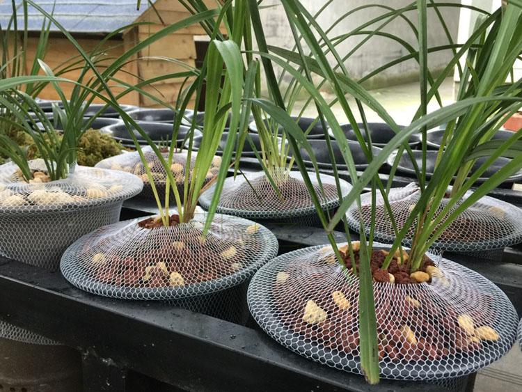 兰花盆网套小中大号网套花盆网植料网套网兜网罩防漏网