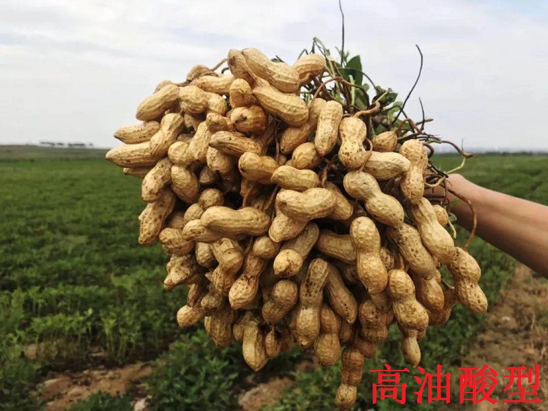 花生水果新品早熟油酸高油酸高产普通鲜食果形花生
