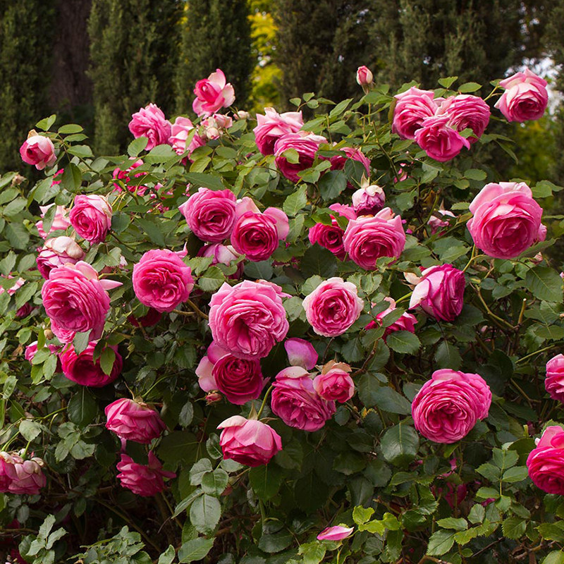 m47玛格丽特梅龙prettyinpinkedenmargaretmae藤本月季时令草本花卉