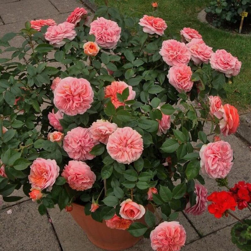 月季小灌木adr获奖青莲居2加仑月季花花园庭院多用途花卉