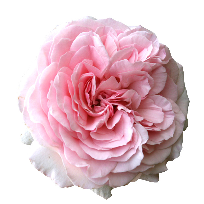 获奖k08卢森堡公主alexandra princesse de luxemburg大灌木月季