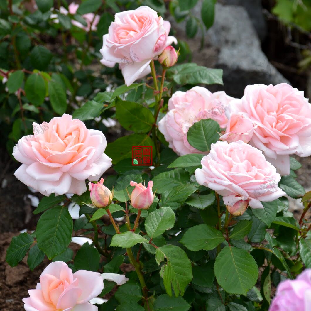 莉莉安娜青莲居欧洲月季大花灌木欧月庭院阳台花卉