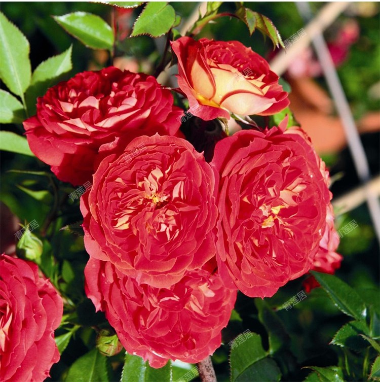 g15明星玫瑰卡门starletrosecarmen青莲居德国阳台时令草本花卉