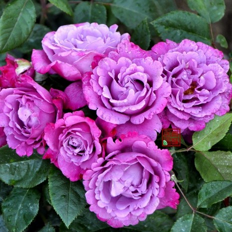 f34里尔知更鸟罗宾murielrobin青莲居杂交茶香月季时令草本花卉