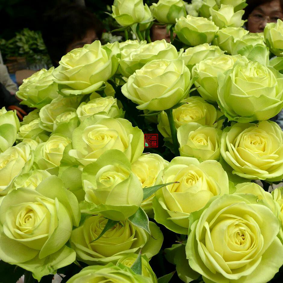 m01龙沙宝石月季花盆栽青莲居玫兰国际进口嫁接花卉