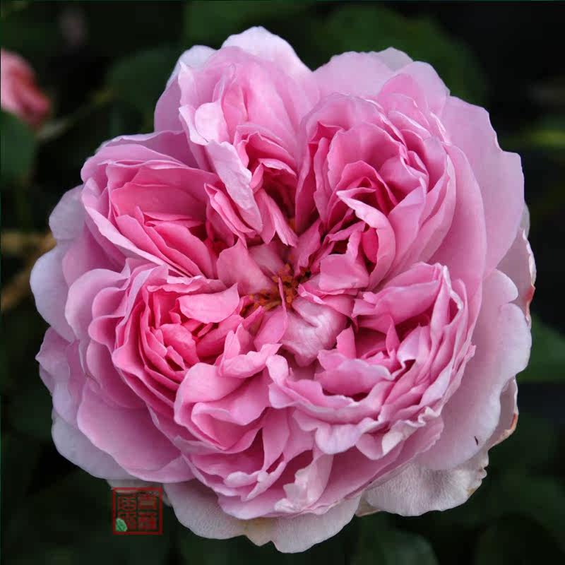 推荐a54麦金塔charlesrenniemackintosh奥斯汀灌木藤本月季花卉