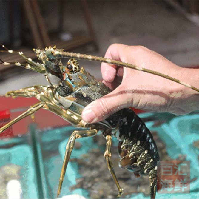 2只龙虾鲜活小青龙1斤约新鲜野生青龙清蒸烧烤活虾