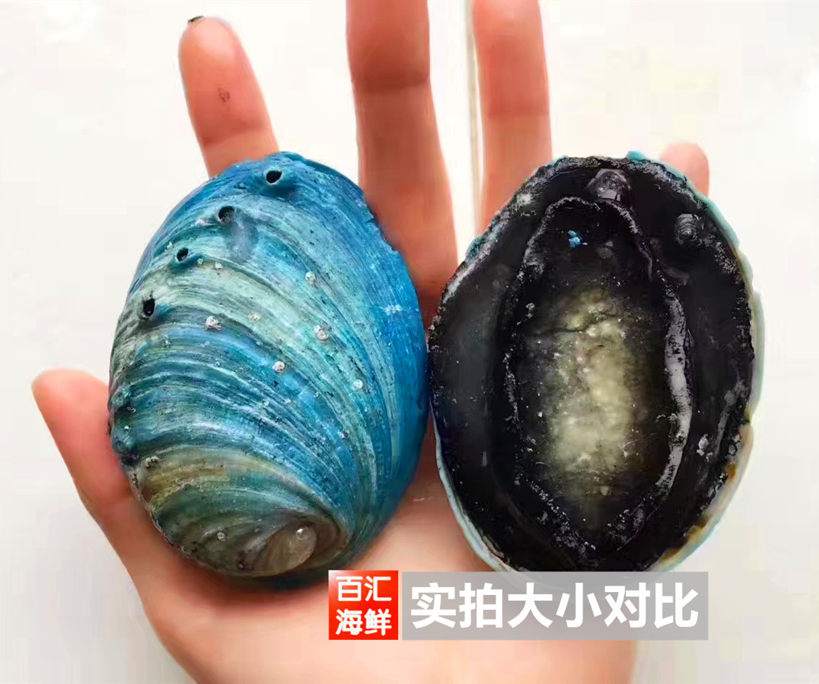 鲍鱼新西兰1kg1218活冻蓝壳蓝边西餐厅海鲜刺身鲍鱼