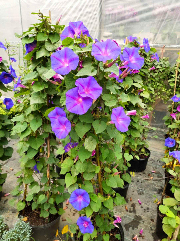 美国巨型宿根蓝紫变色大花牵牛牵牛花花苗爬藤创意迷你植物