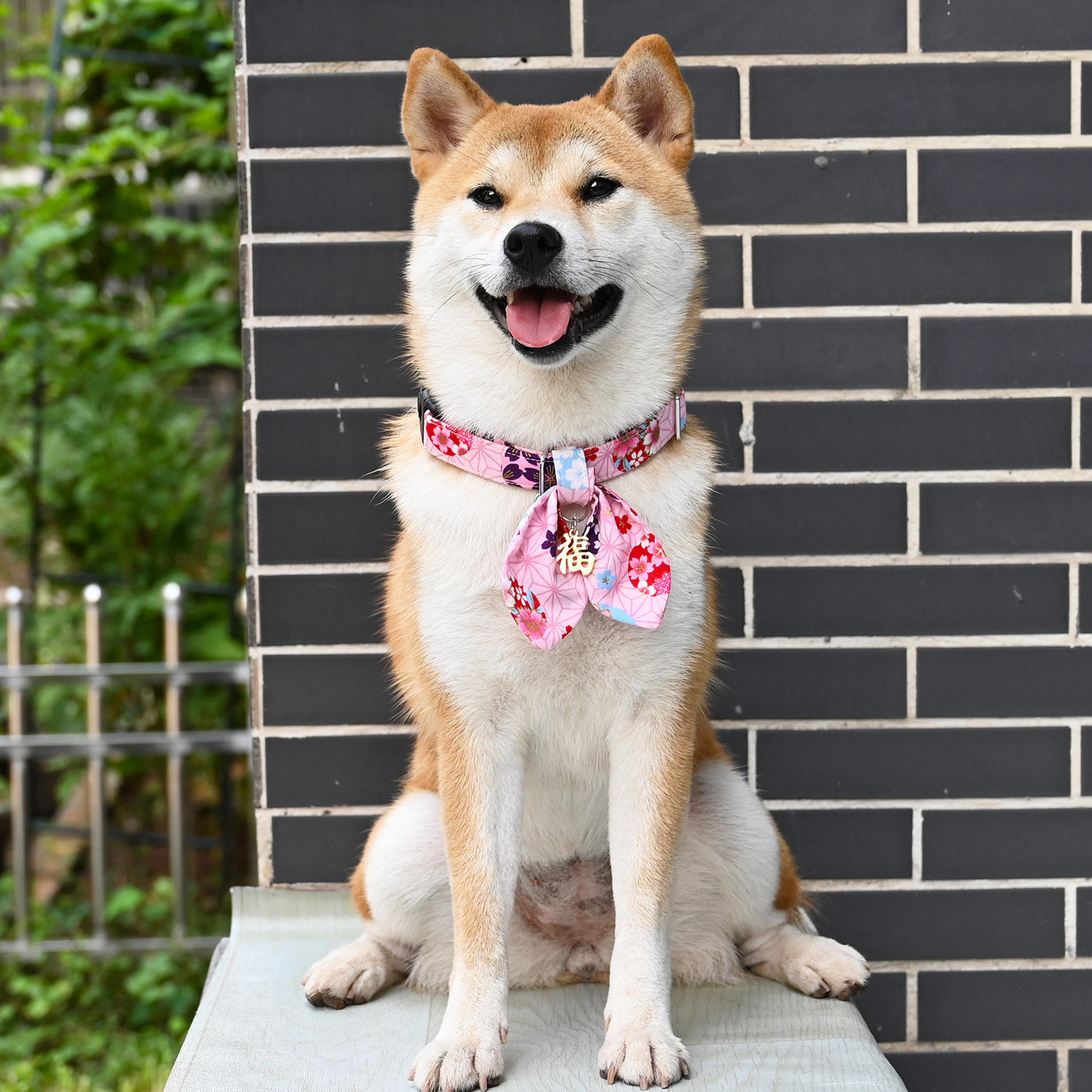 芮柴日式唐草樱花宠物狗狗项圈颈圈福字蝴蝶结项圈