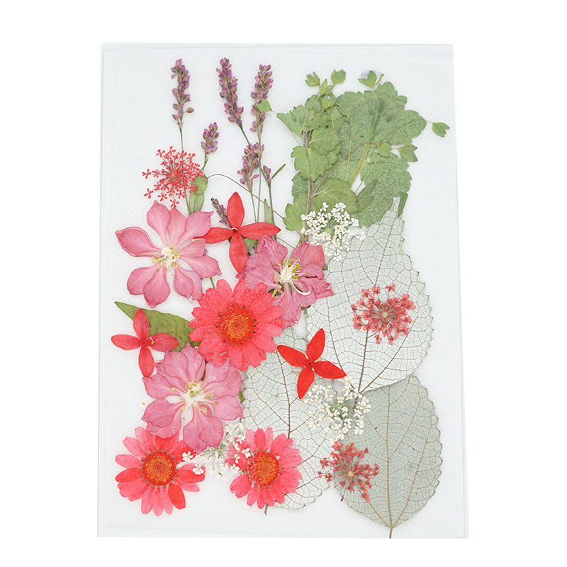 天然树叶植物标本幼儿园手工贴画diy干花贴脸干花