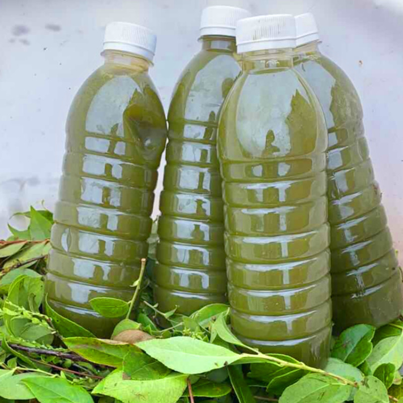 树叶乌饭野生新鲜2500g南烛叶制作米饭草汁5斤装糯米