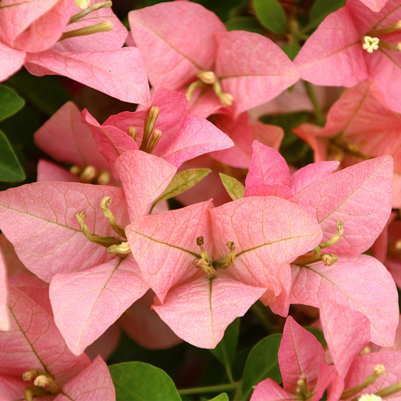 绿艺园艺三角新品种超级玛丽画报庭院阳台盆栽花卉时令草本花卉