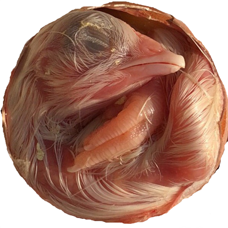 鸡蛋珠子包邮新鲜凤凰钢化毛蛋鸡毛鸡蛋18天喜蛋鸡蛋