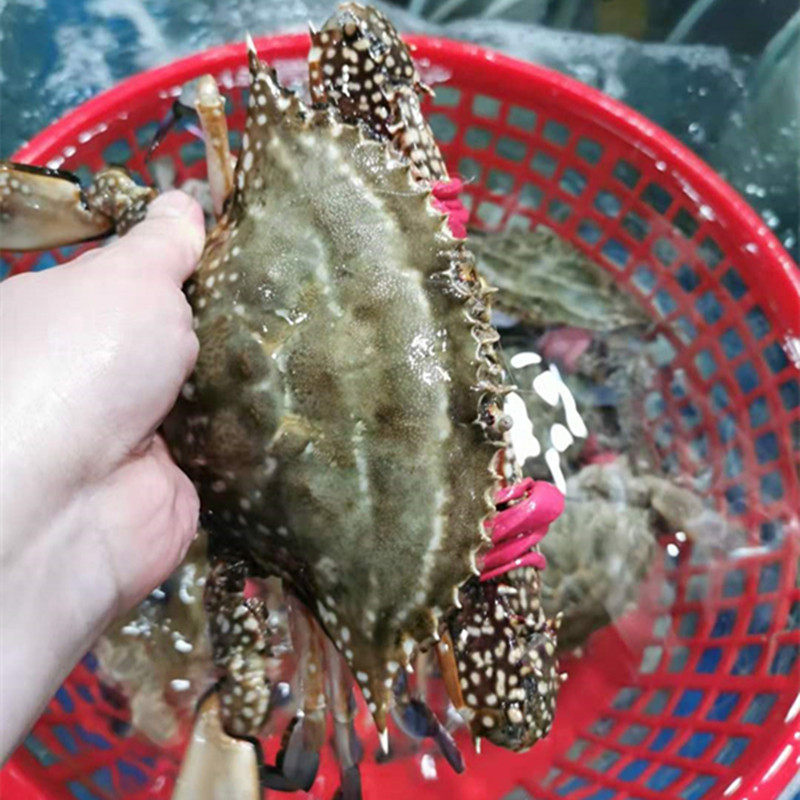 7两北京闪送鲜活海蟹沙母蟹红膏蟹海鲜满黄满梭子蟹