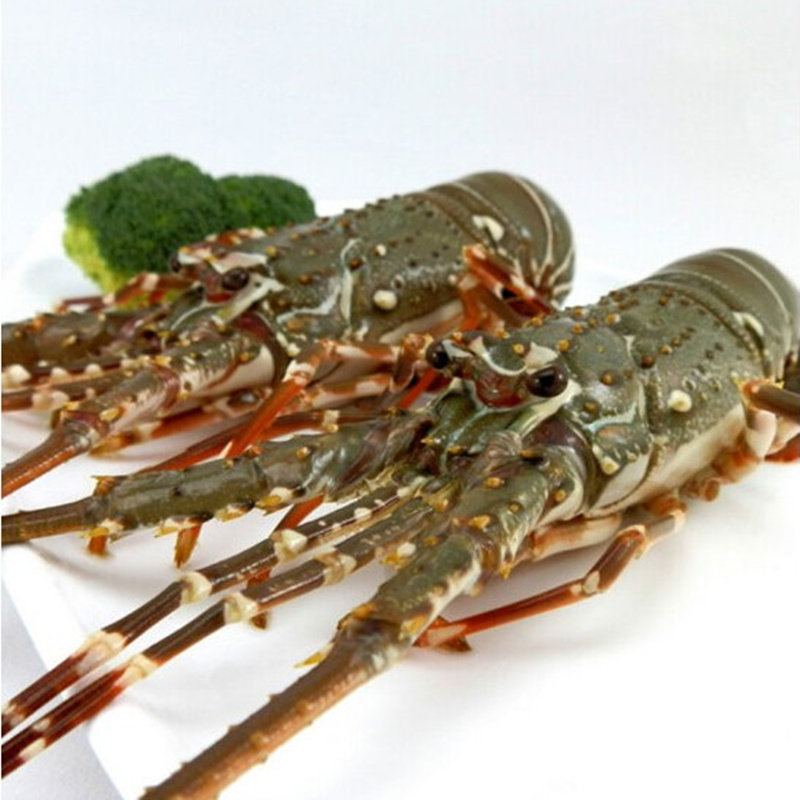 龙虾海鲜北京闪送鲜活小青龙印尼青龙龙仔水产活虾