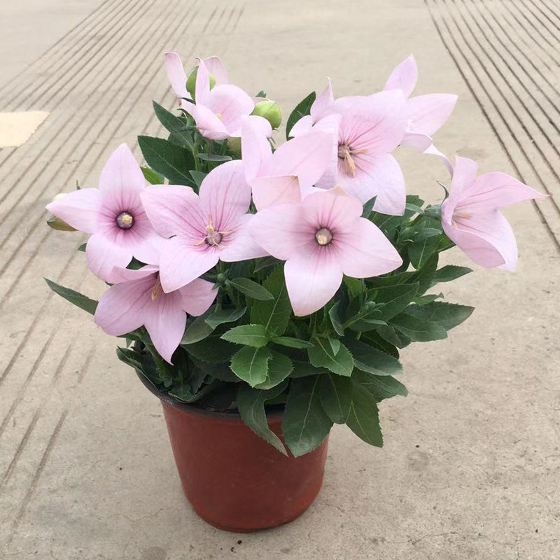 中华桔梗花盆栽花苞铃铛四季开花阳台庭院桌面时令草本花卉