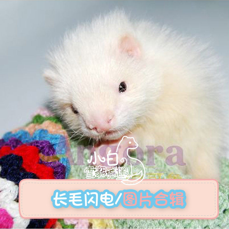 宠物长毛闪电小白雪貂城堡安哥鲁貂幼幼体安格鲁宠物貂