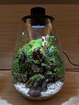 Chifeng Bioloark Biofang Boat Drop Bottle Moss Microscape Building High-end Gift Desktop Landscape