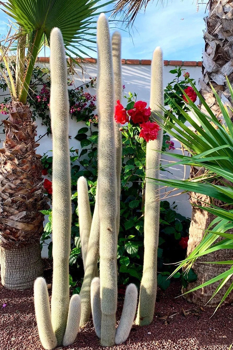 仿真植物装饰热带沙漠肉类仙人掌中大型落地绿植仿真植物盆景