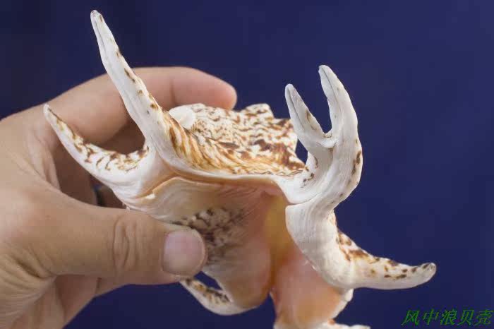 风中畸形六角螺水字天然收藏贝壳海螺创意礼物镇海螺