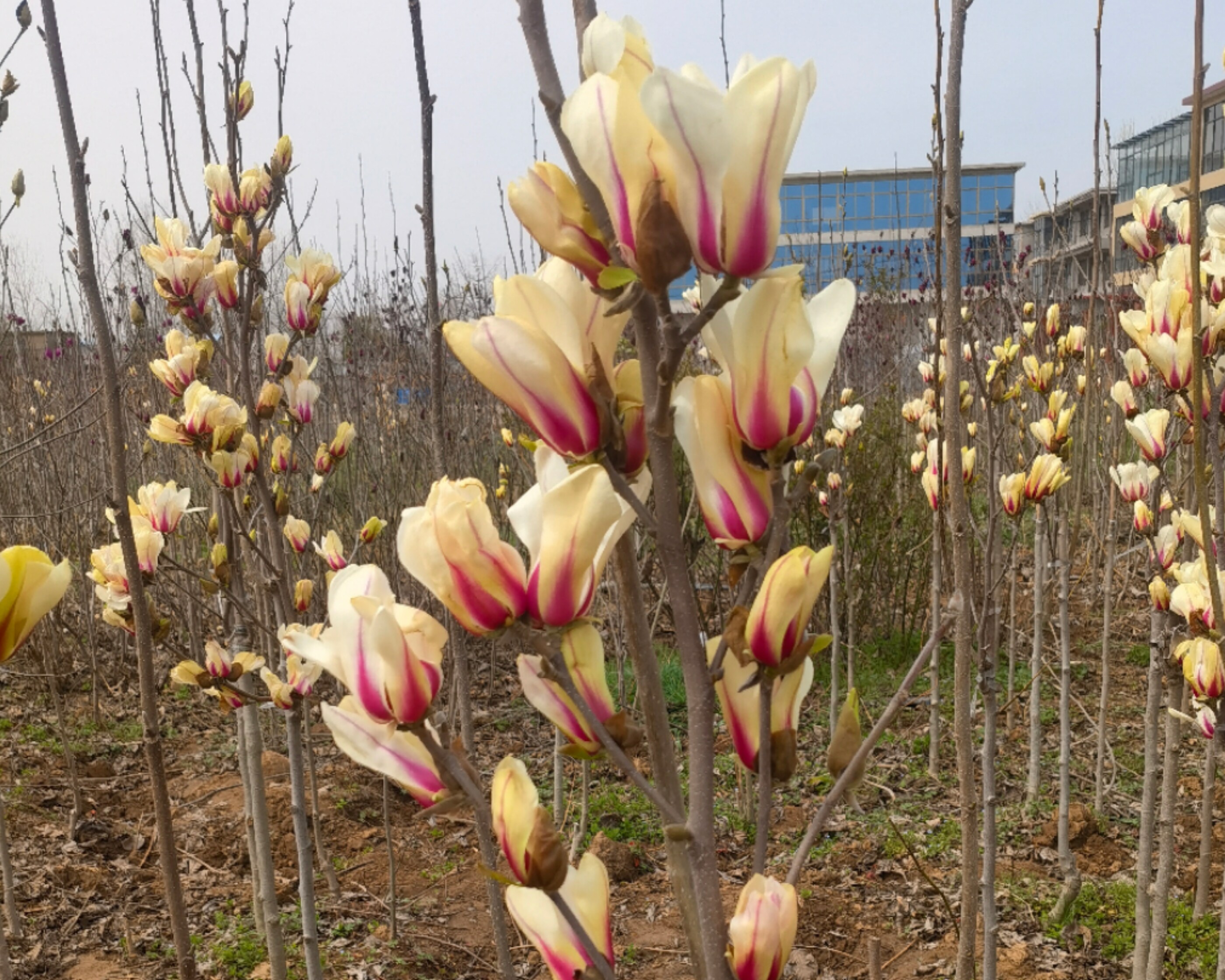 绿化玉兰日出玉兰树树苗木兰玉兰花矮化庭院地栽行道树