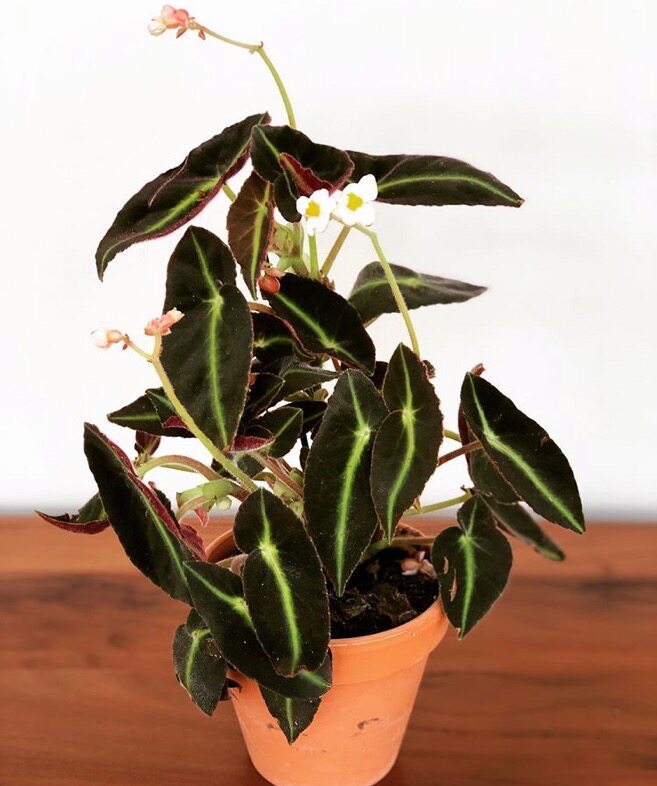 ph植舍雨林begonialistada猫眼秋海棠ins北欧欧风绿植