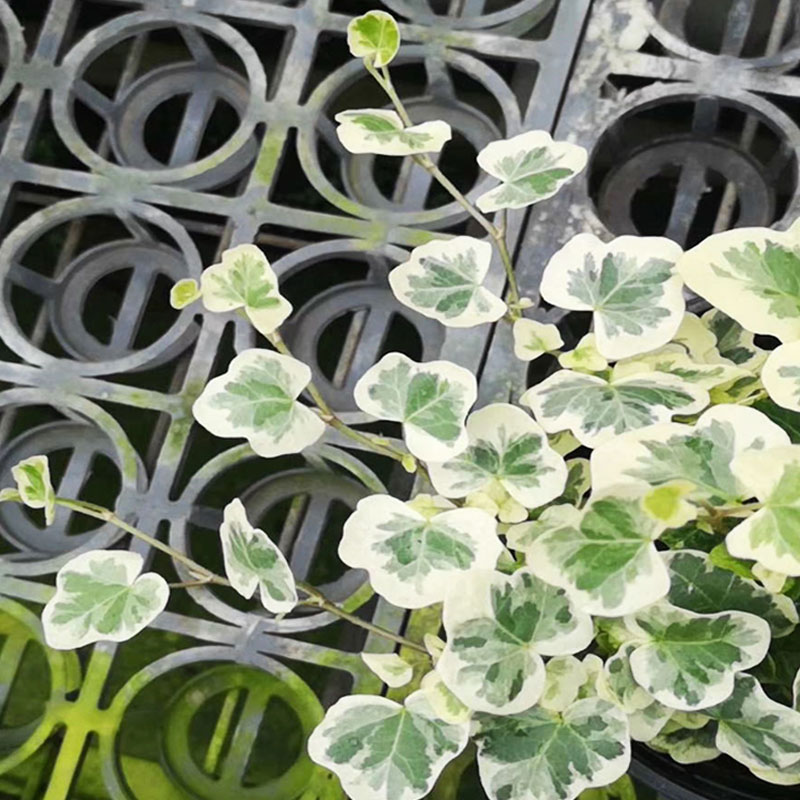 稀有品种网红雪莹雪萤常春藤盆栽桌面绿植日本进口植物一物一拍