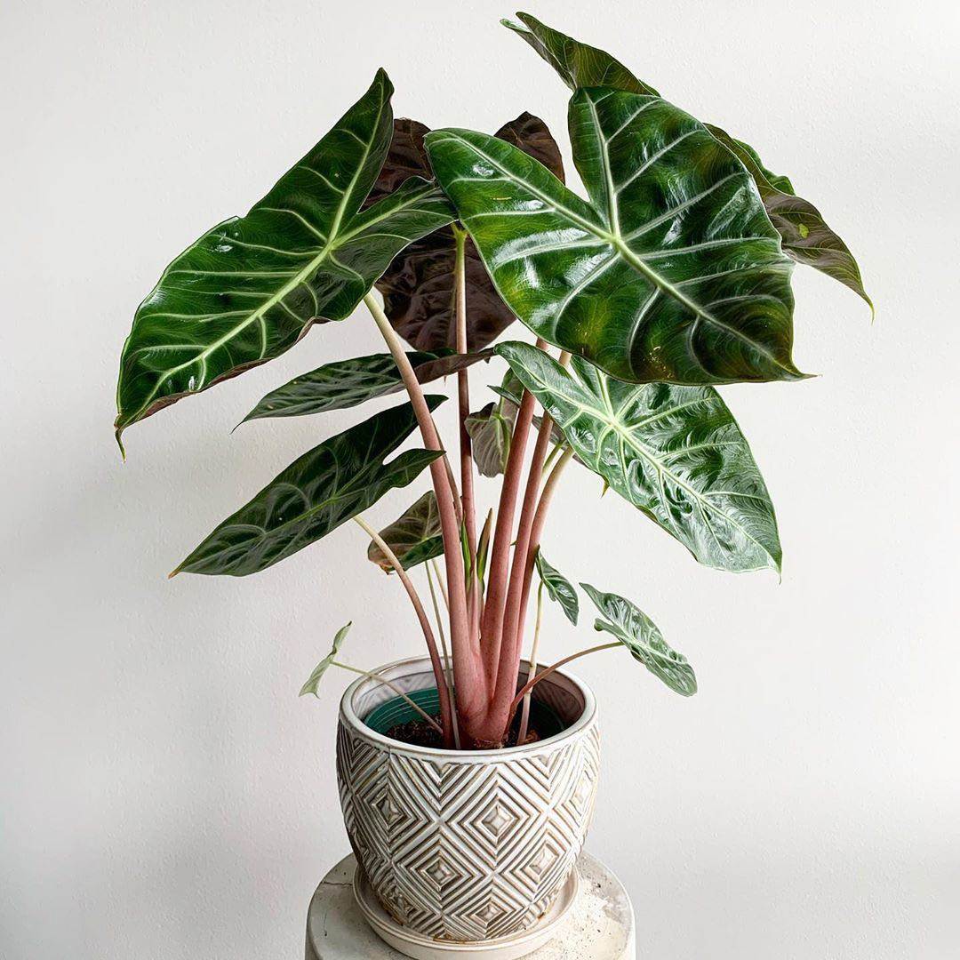 盆栽叶盆栽植物观稀有进口龙鳞海内罗毕粉龙利安马萨绿植