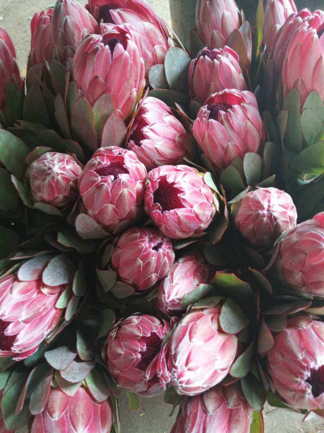 进口鲜花专区南非帝王公主花针垫新娘婚庆家庭鲜花速递同城