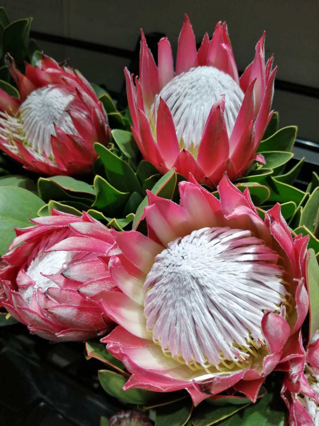 进口鲜花专区南非帝王公主花针垫新娘婚庆家庭鲜花速递同城