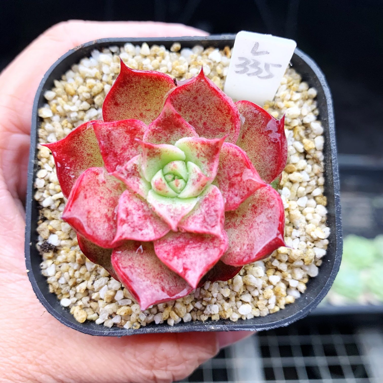 多肉植物血姬厘米有根一物一拍肉肉盆栽多肉植物