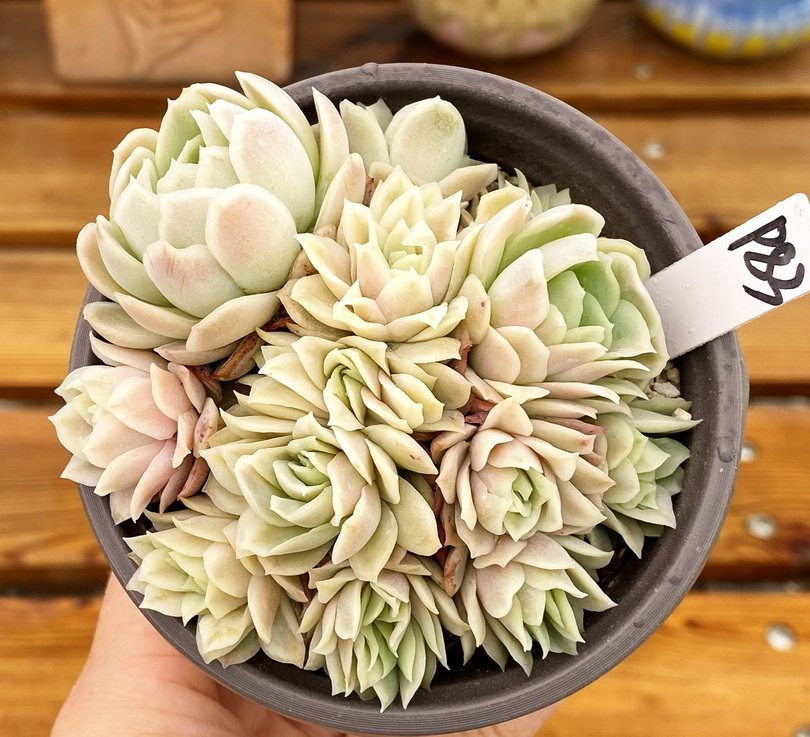 肉肉多肉植物盆栽绿植新手玫瑰女王冰片9cm一物多肉植物