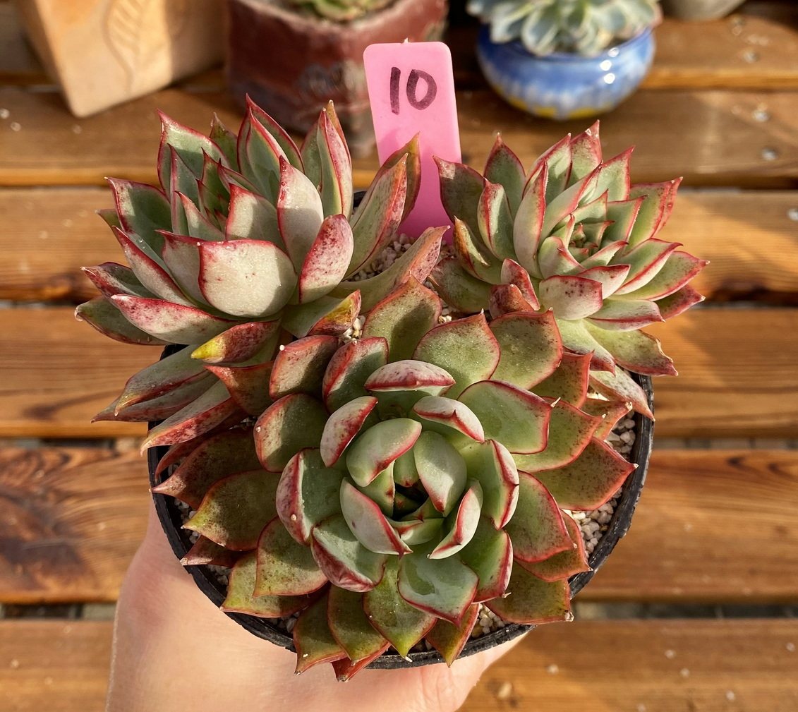 多肉植物宝莲灯群生厘米有根一物一拍孤品特选多肉植物