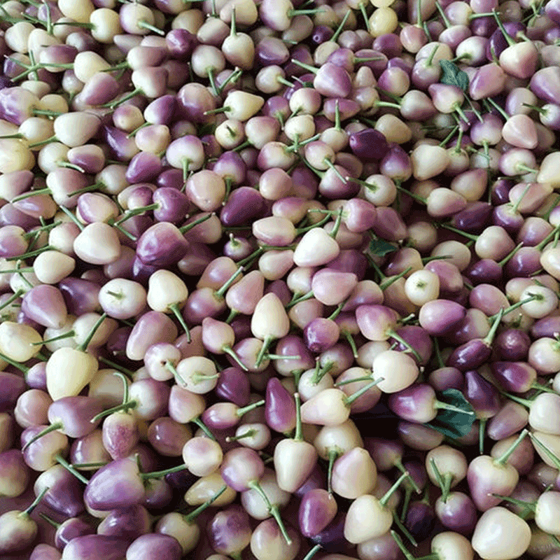 七彩辣椒灯笼新鲜大果超辣特辣薄皮野秦多彩辣椒