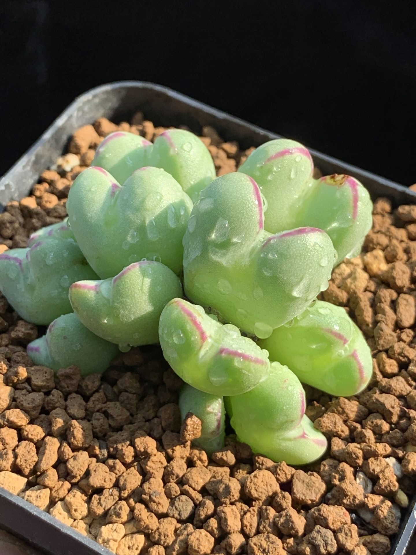 多肉星空花园植物番杏科原产地心形肉锥群生超美多肉植物