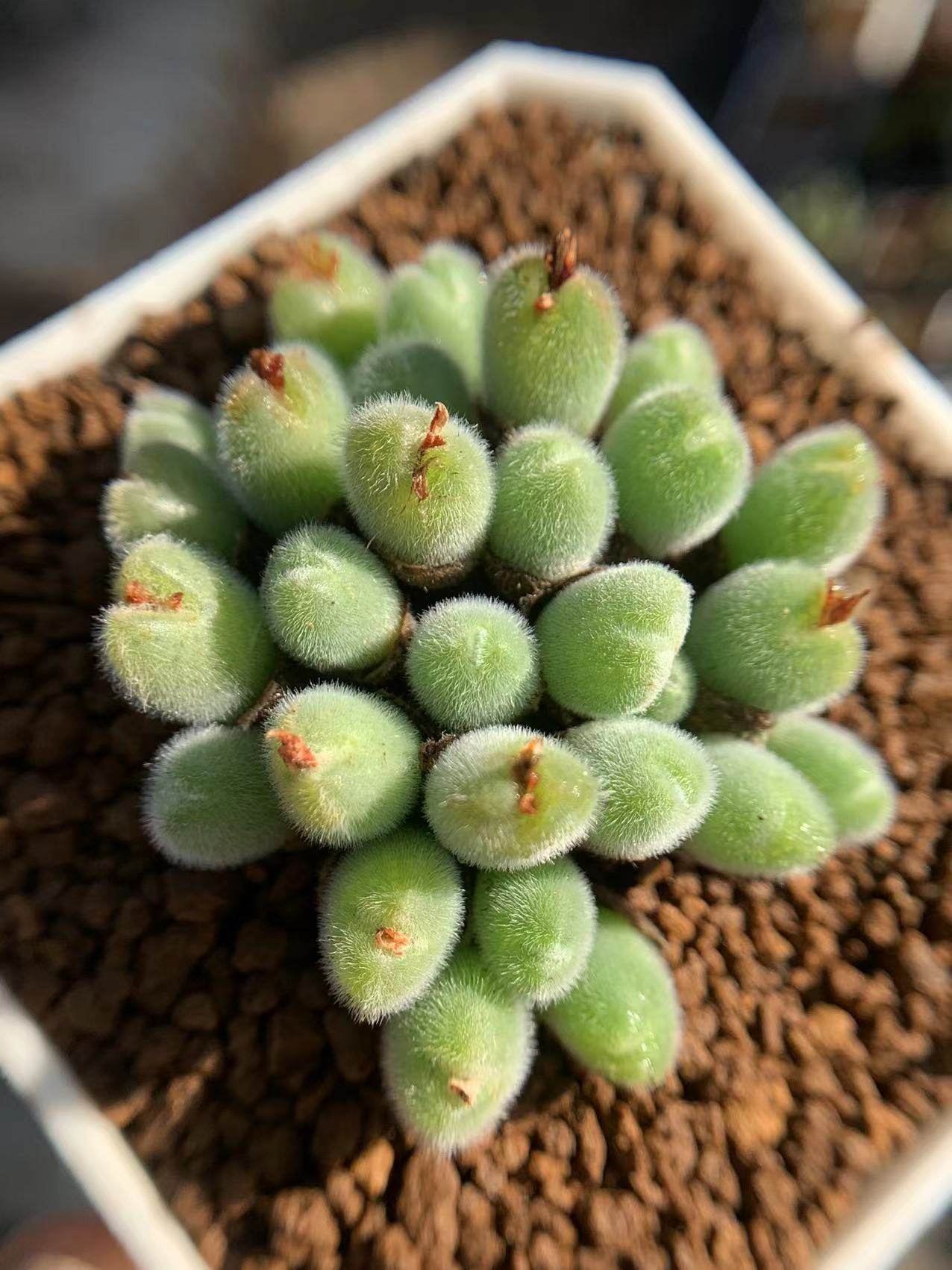 多肉星空花园植物植物园园艺番杏科小美毛球群生多肉植物