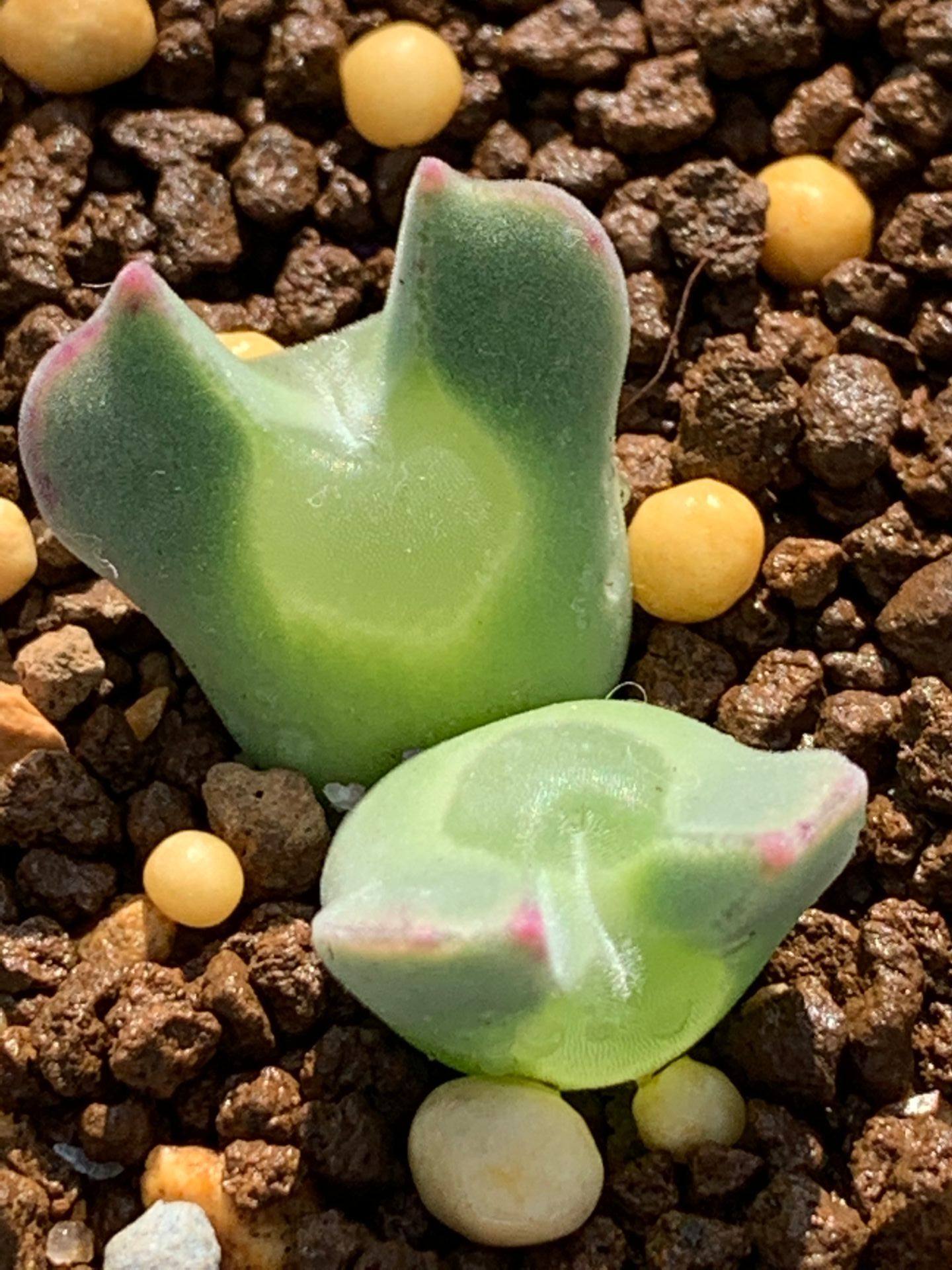 多肉星空花园植物番杏科空蝉大眼睛矮胖型超美一物多肉植物