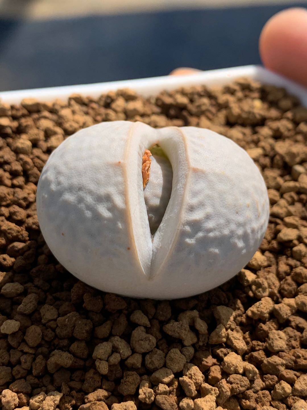 多肉星空花园植物番杏科母本高尔夫超美一物一拍多肉植物