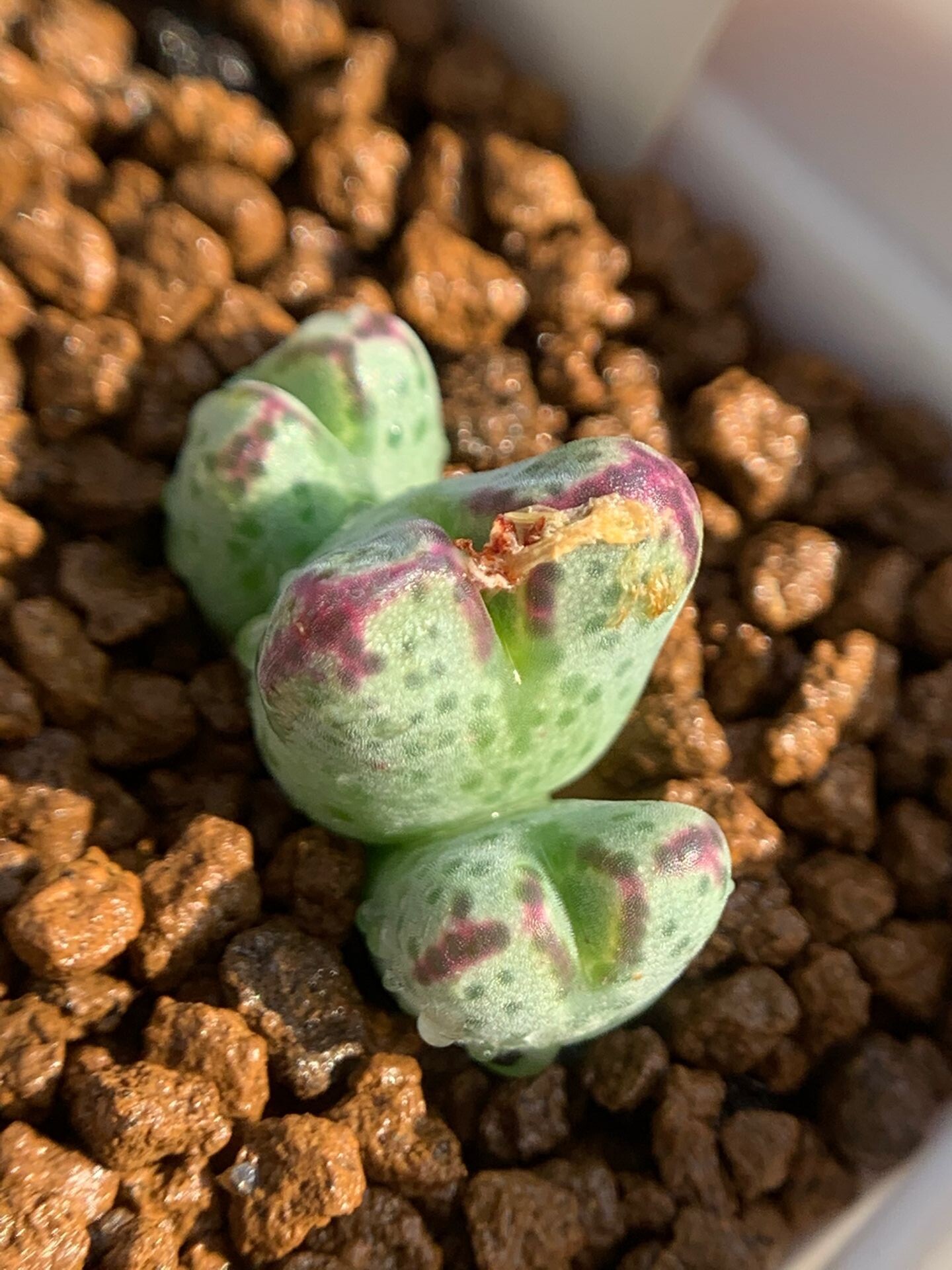 多肉星空花园植物番杏科斑马母本cmarginatum超美一物多肉植物