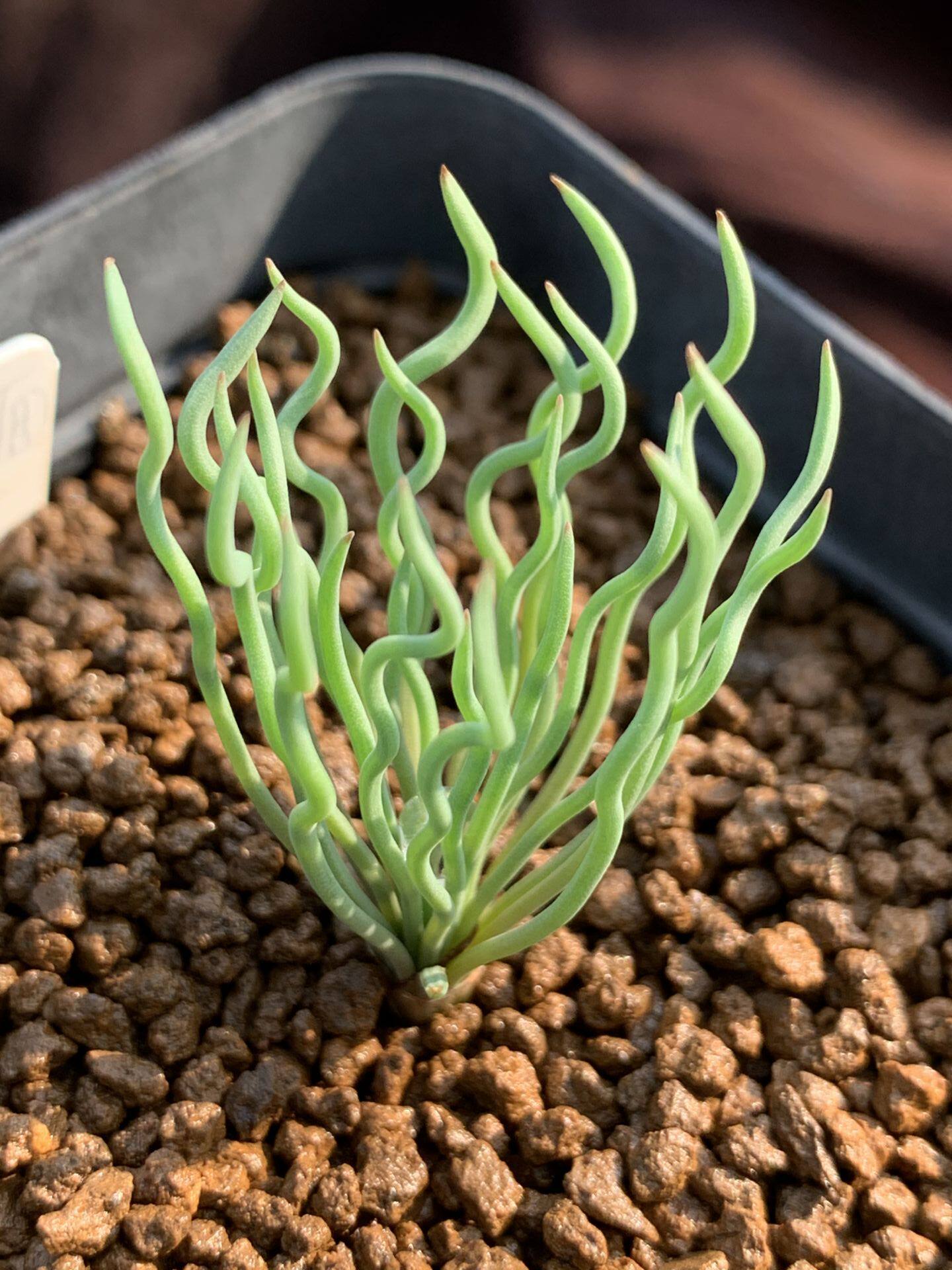 多肉星空花园植物bulbinetorta方便面弹簧超美一物多肉植物