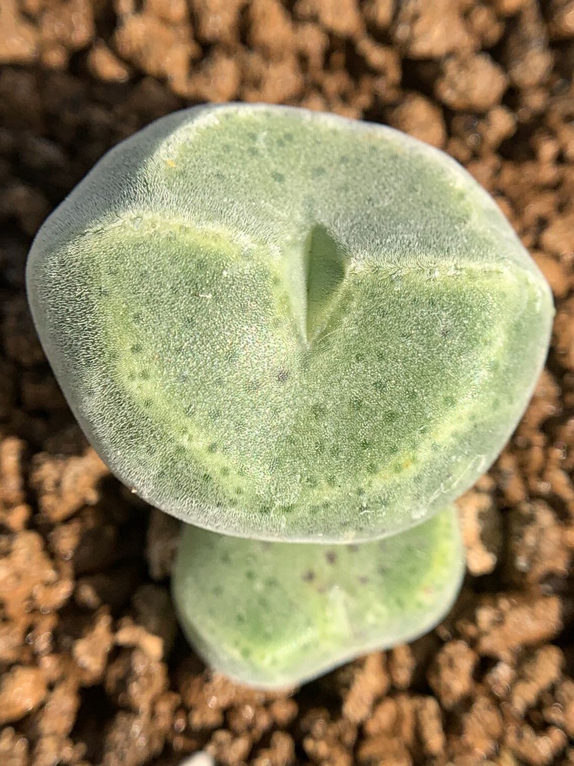 多肉星空花园植物番杏科绿豆群生3头超美一物多肉植物