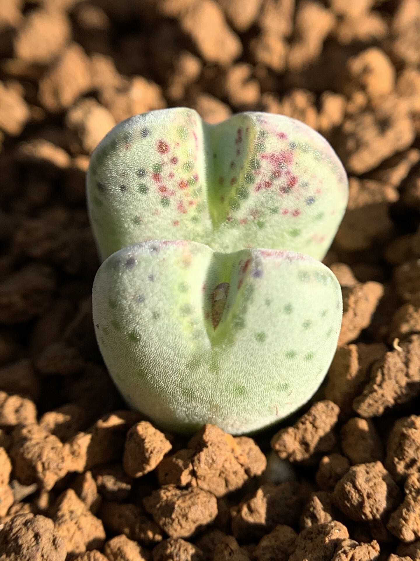 多肉植物星空花园番杏科原始斑马cmarginatum一物一拍多肉植物