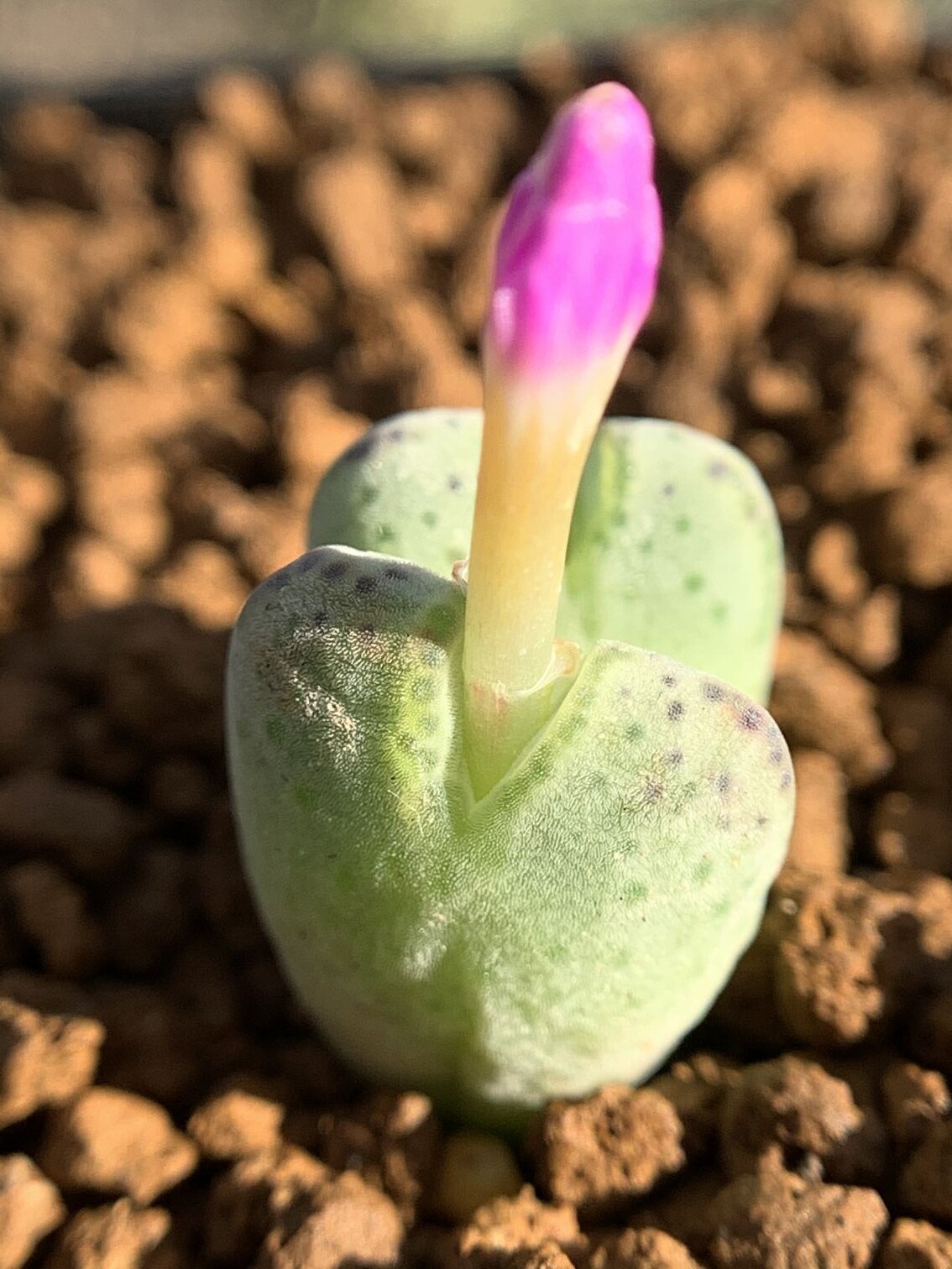 多肉植物星空花园番杏科原始斑马cmarginatum一物一拍多肉植物