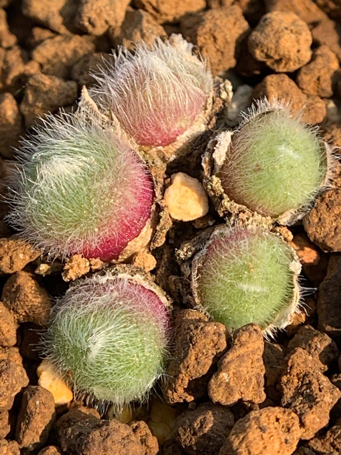 多肉星空花园植物番杏科史蒂芬毛球母本超美一物多肉植物