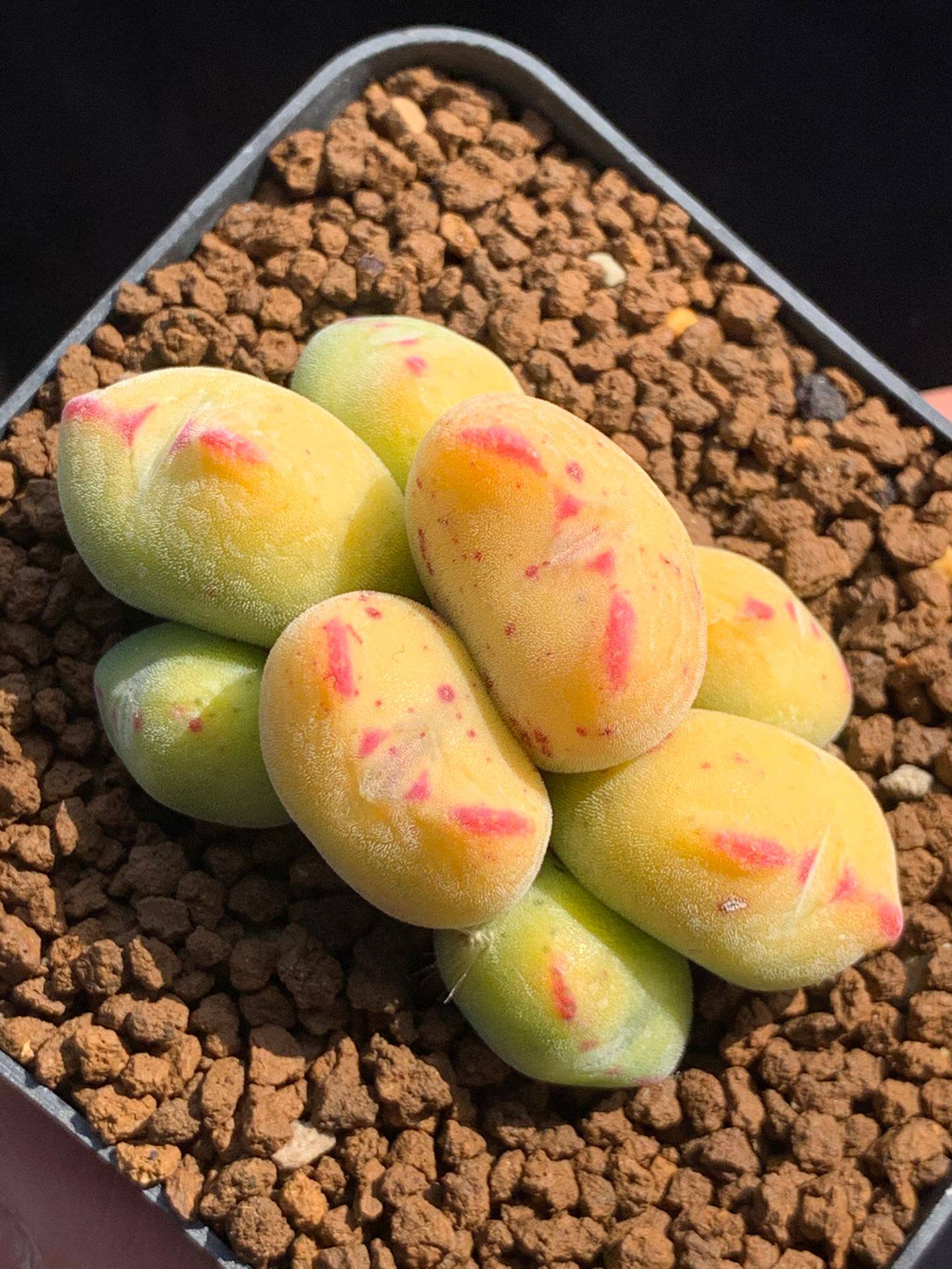 星空花园多肉植物番杏科口笛精品毛口笛群生一物多肉植物