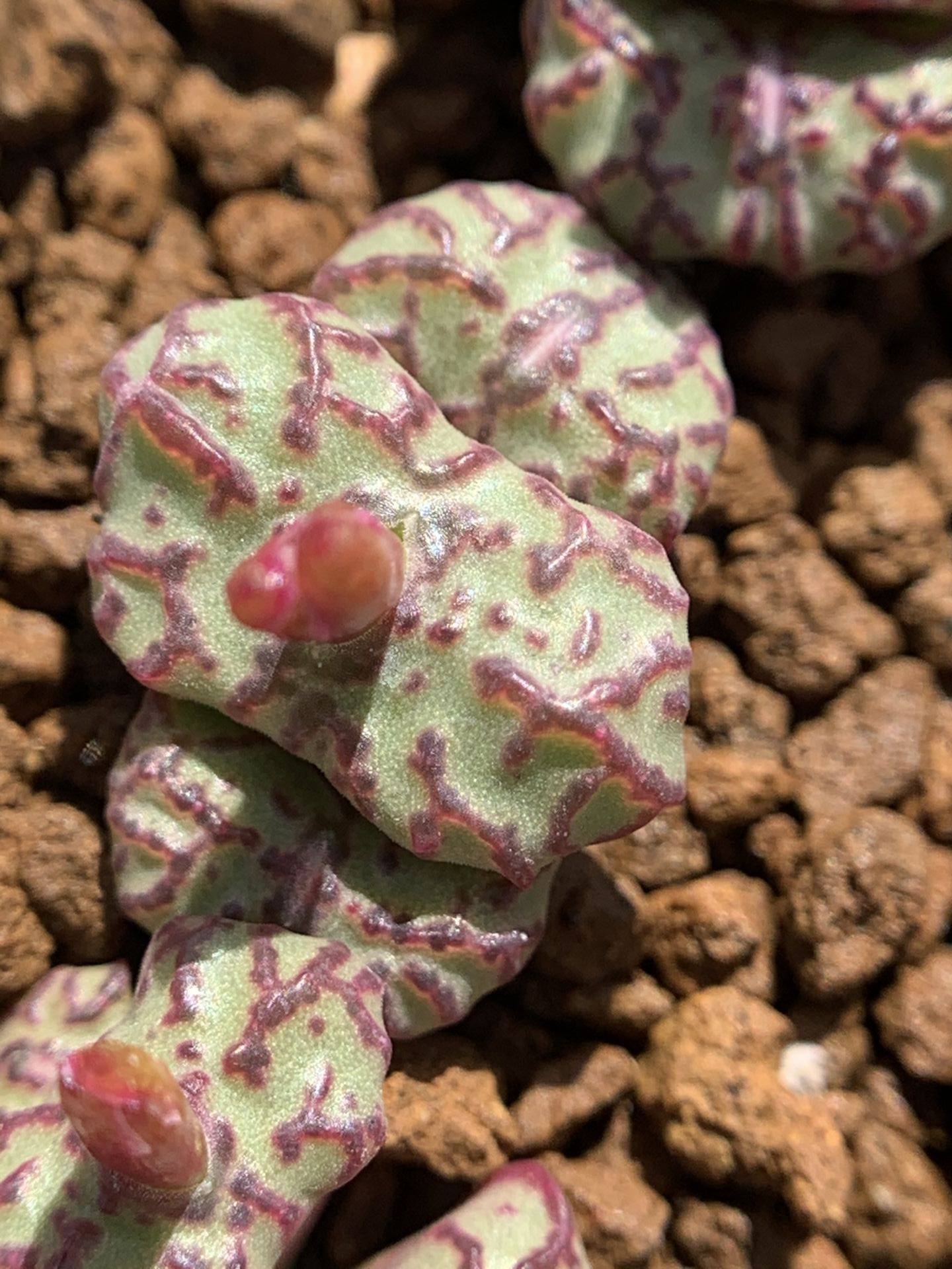 多肉星空花园植物番杏科超级红纹安贞超美一物多肉植物