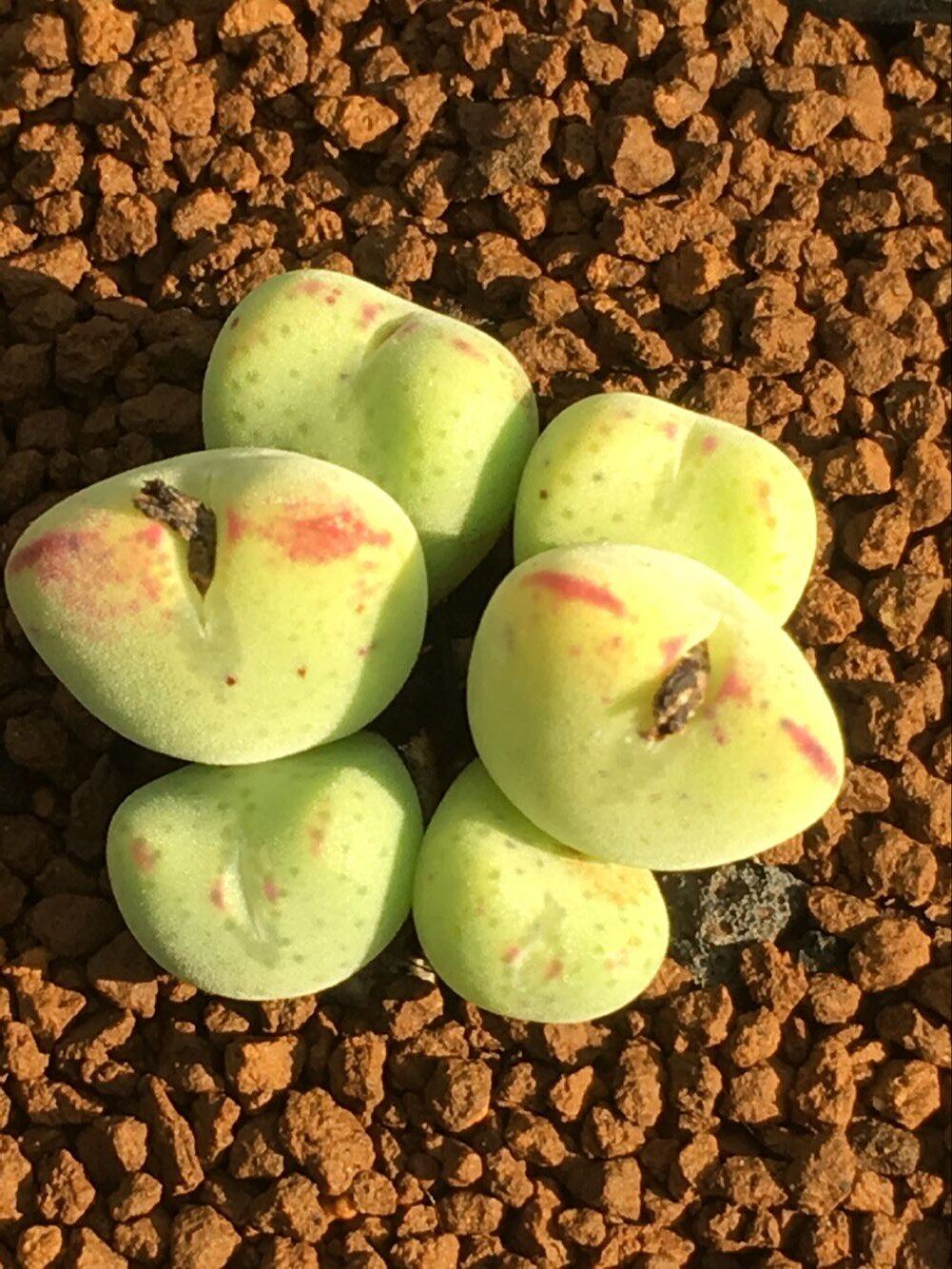 多肉植物番杏科精品紫式部conphytumko034一物一拍超美多肉植物