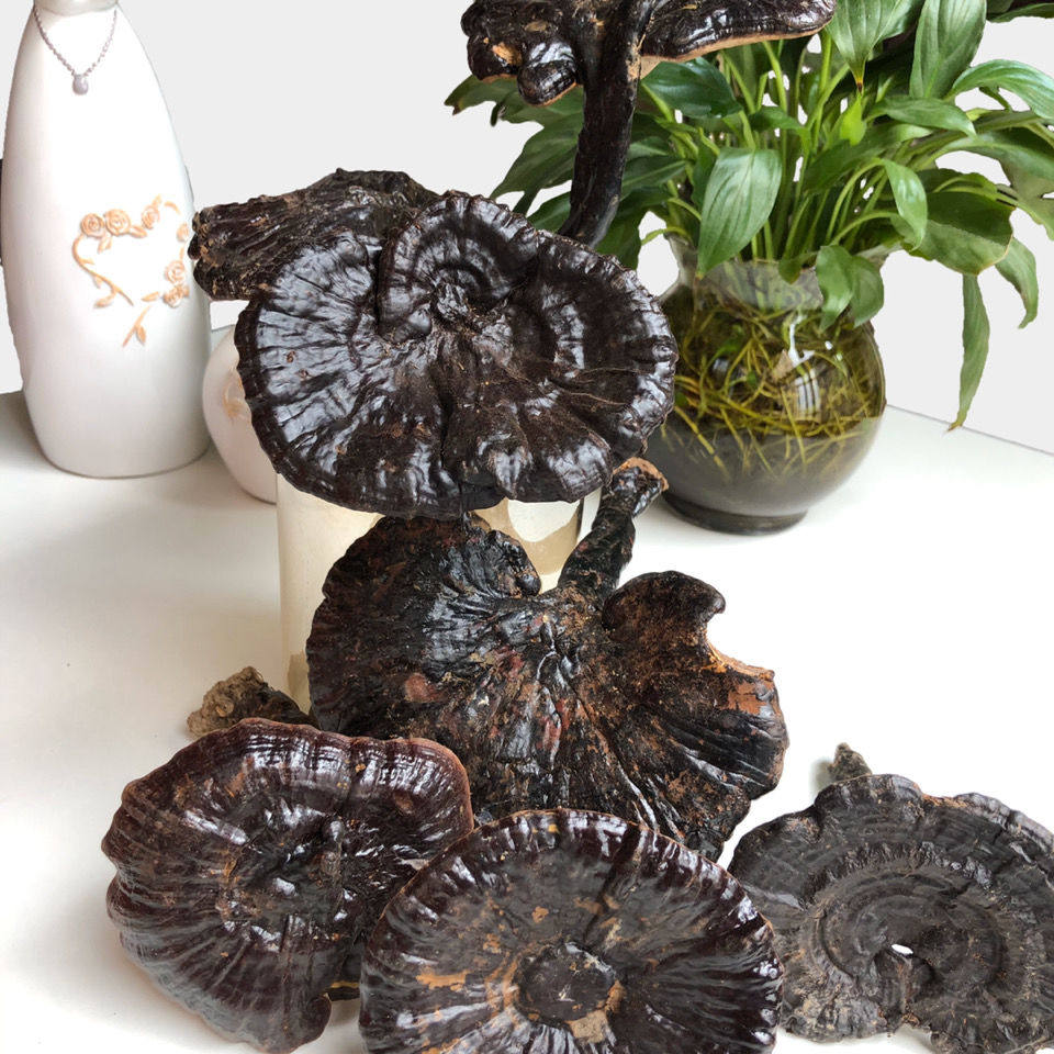 灵芝贵州野生500g农家自晒整枝破壁整枝灵芝