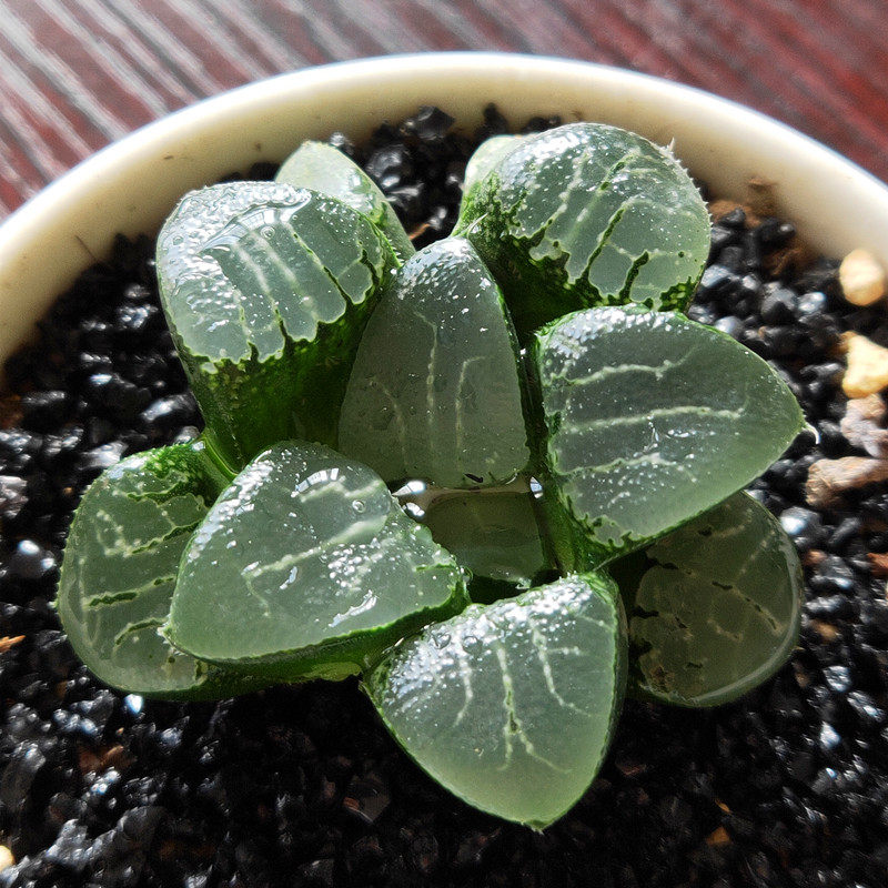 加成新款多肉植物玉露姬寿多肉大窗冰灯玉露水晶寿室内盆栽超萌